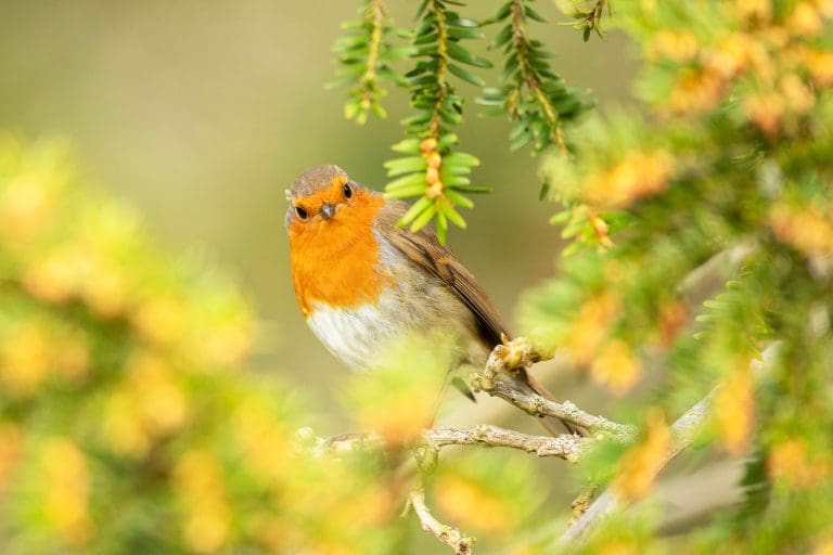 A Robin perched on a branch and looking at the camera
