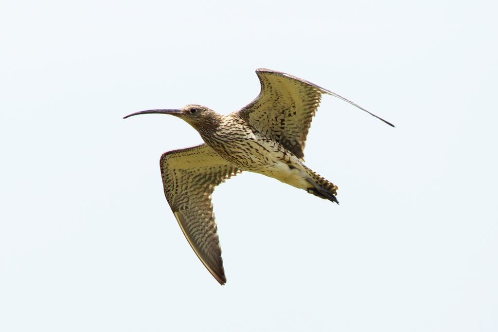 A Curlew in flight