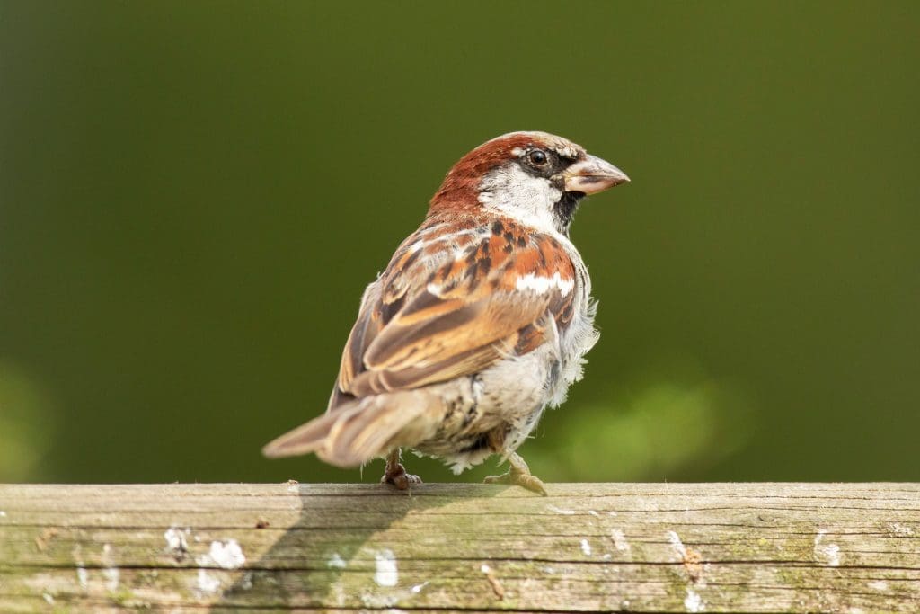 A House Sparrow perched on a fence