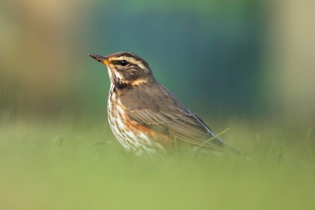 A Redwing stood on the grass