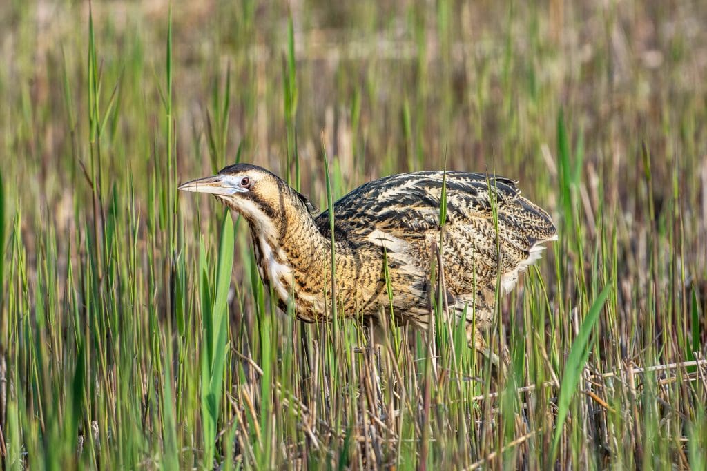 A Bittern walking through a reedbed
