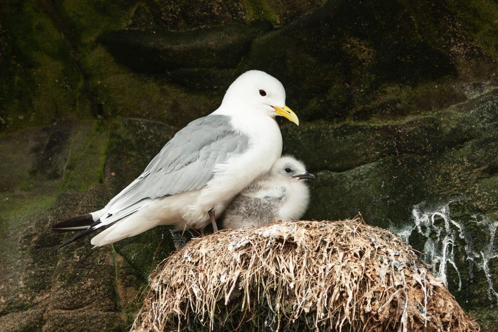 An adult Kittiwake stands next to its chick in a cliffside nest