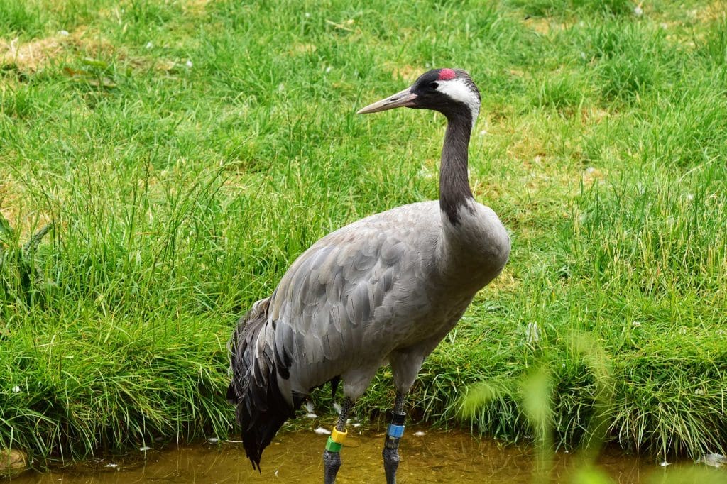 A crane wading in a stream