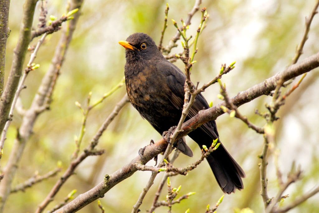 A juvenile male Blackbird perched in a tree