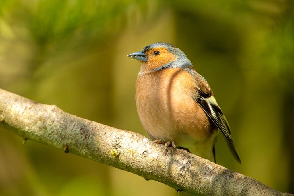 A male Chaffinch perched on a branch