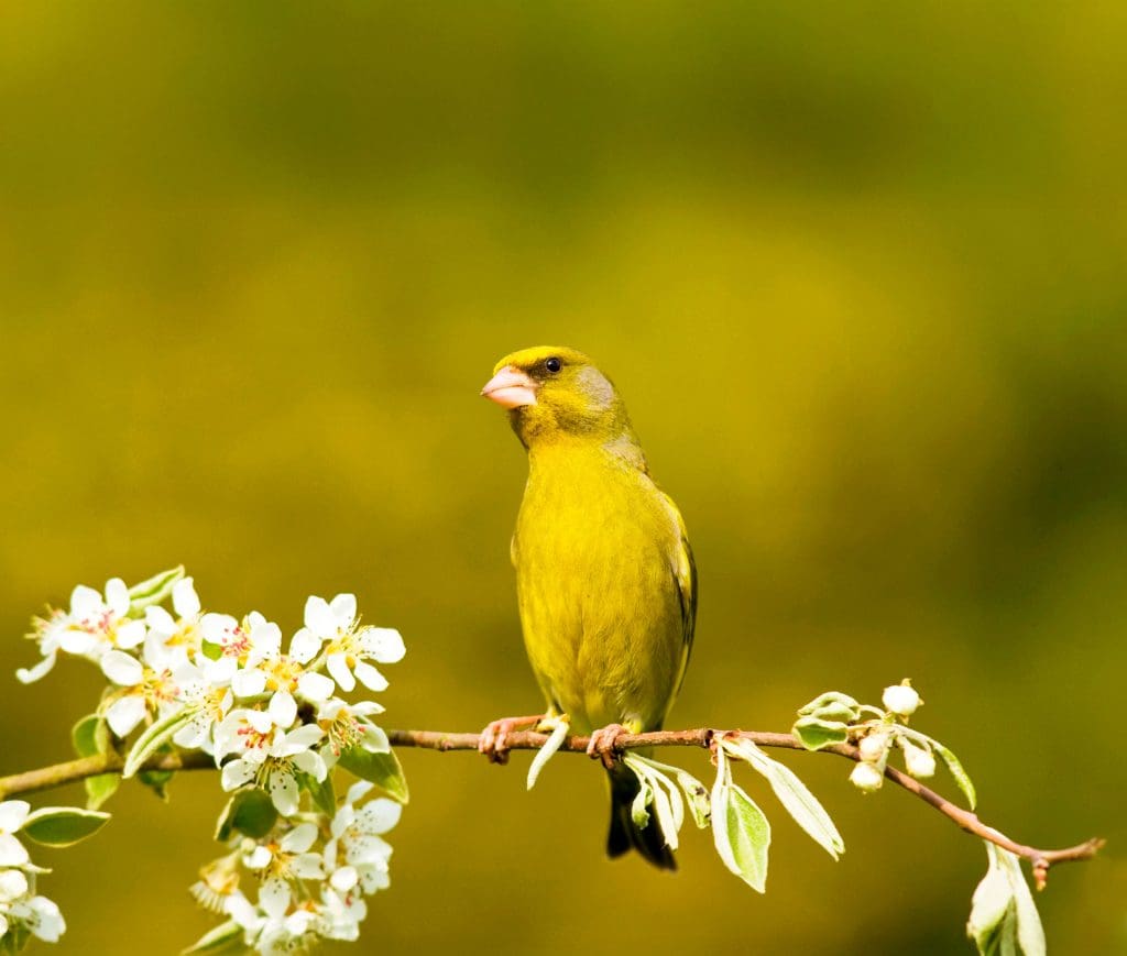A Greenfinch perches on a thin branch