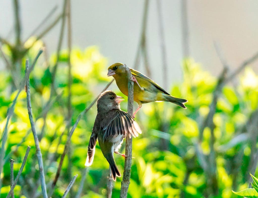 A male and juvenile Greenfinch on a bare branch