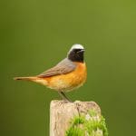 Previous Post Thumbnail