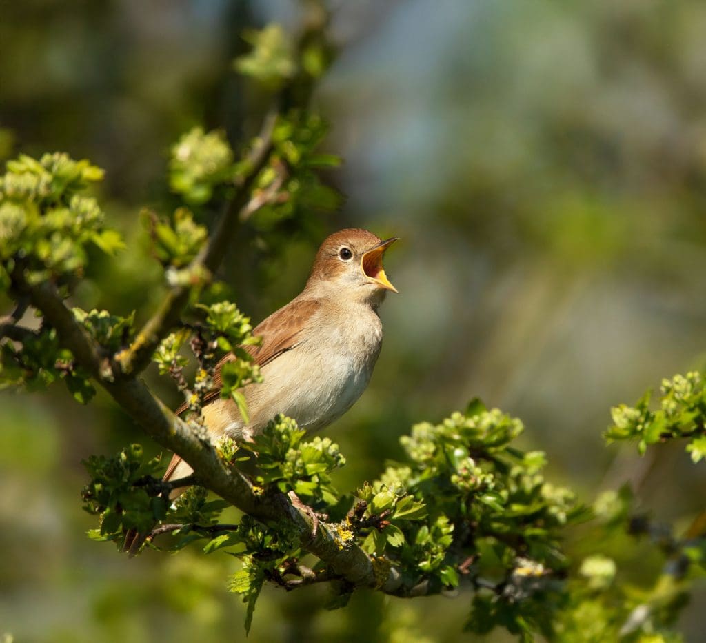 A Nightingale sits in a tree with its mouth open wide singing