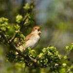 Previous Post Thumbnail