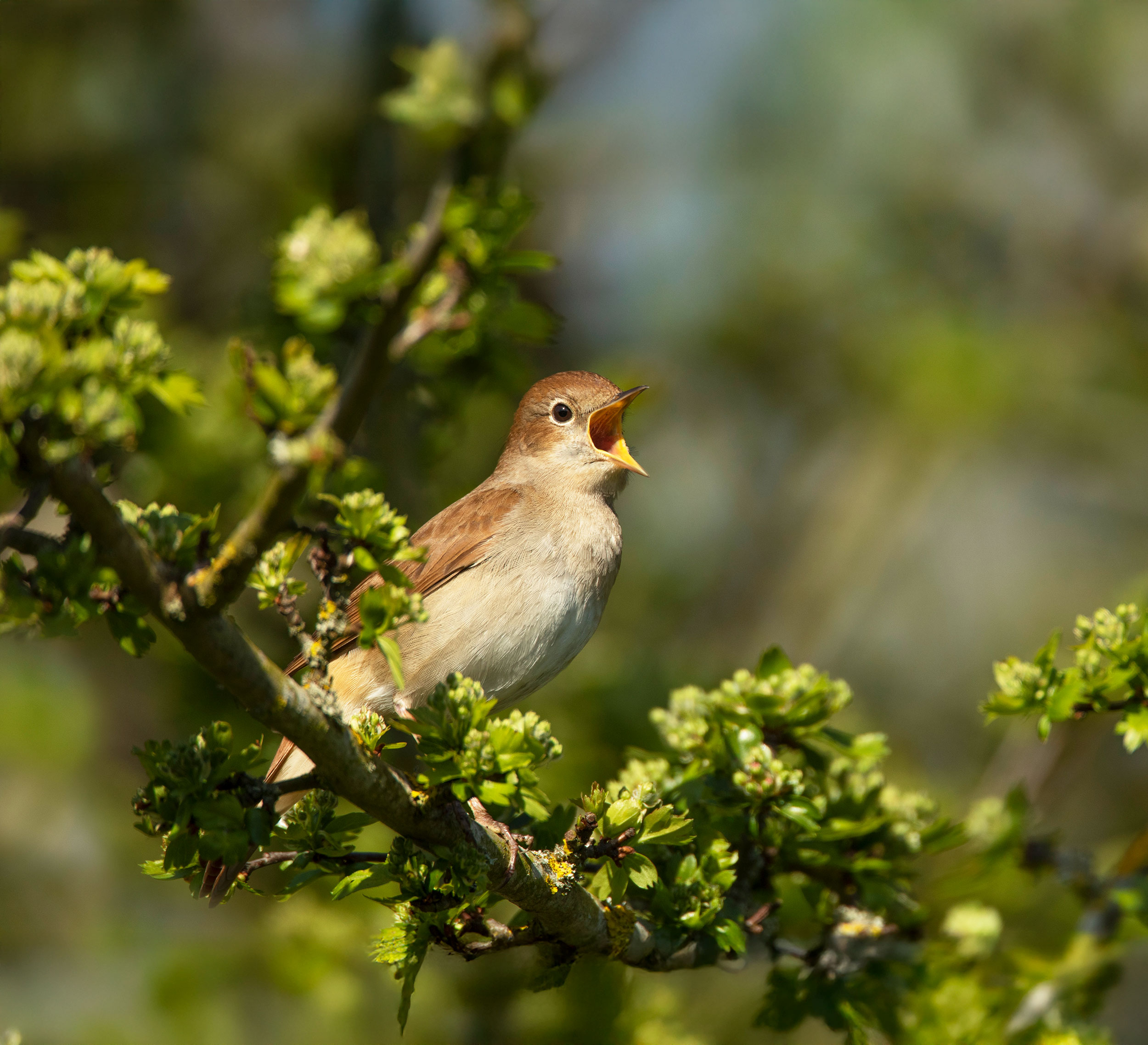 A Nightingale sits in a tree with its mouth open wide singing