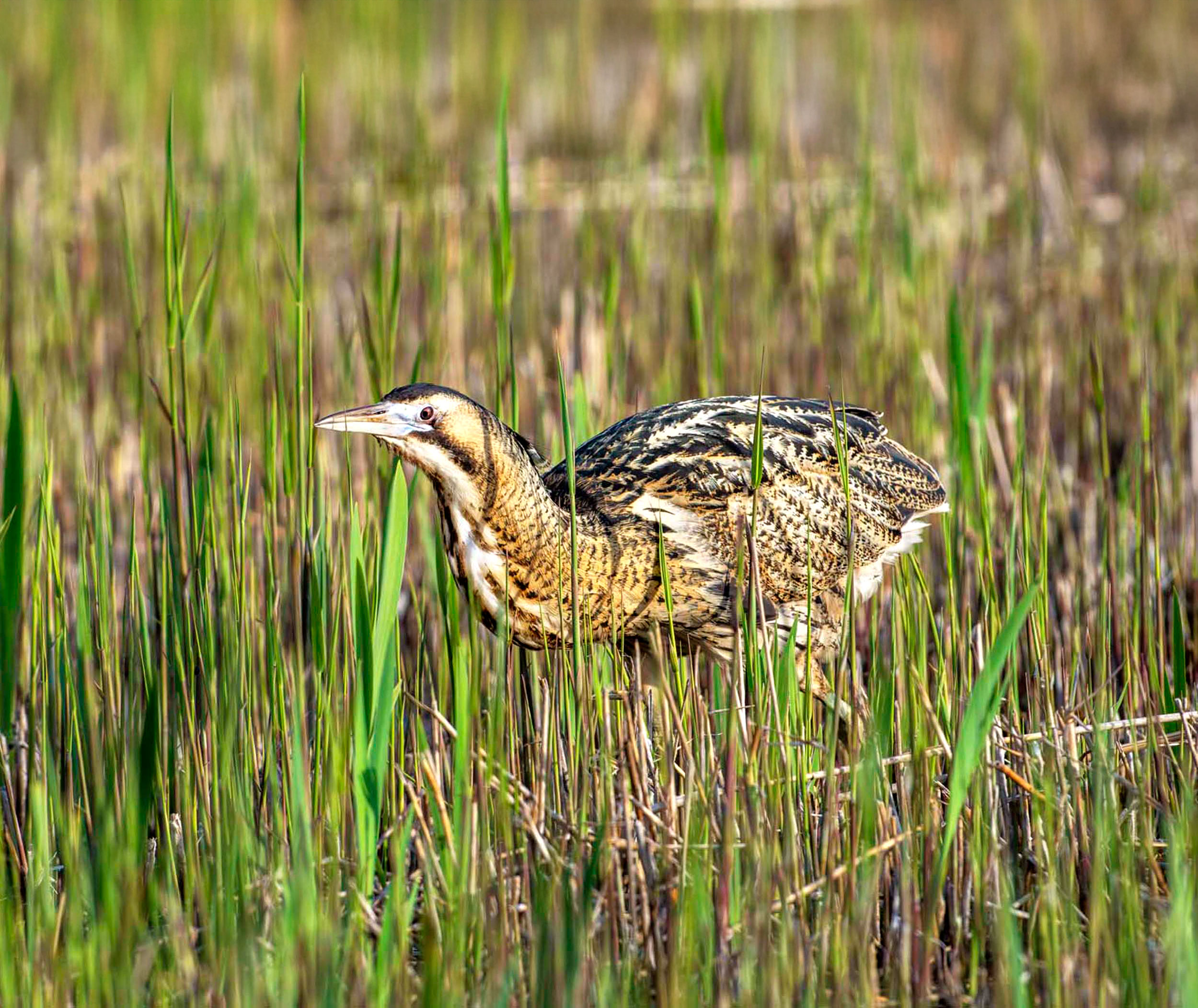 A Bittern walking through short reeds