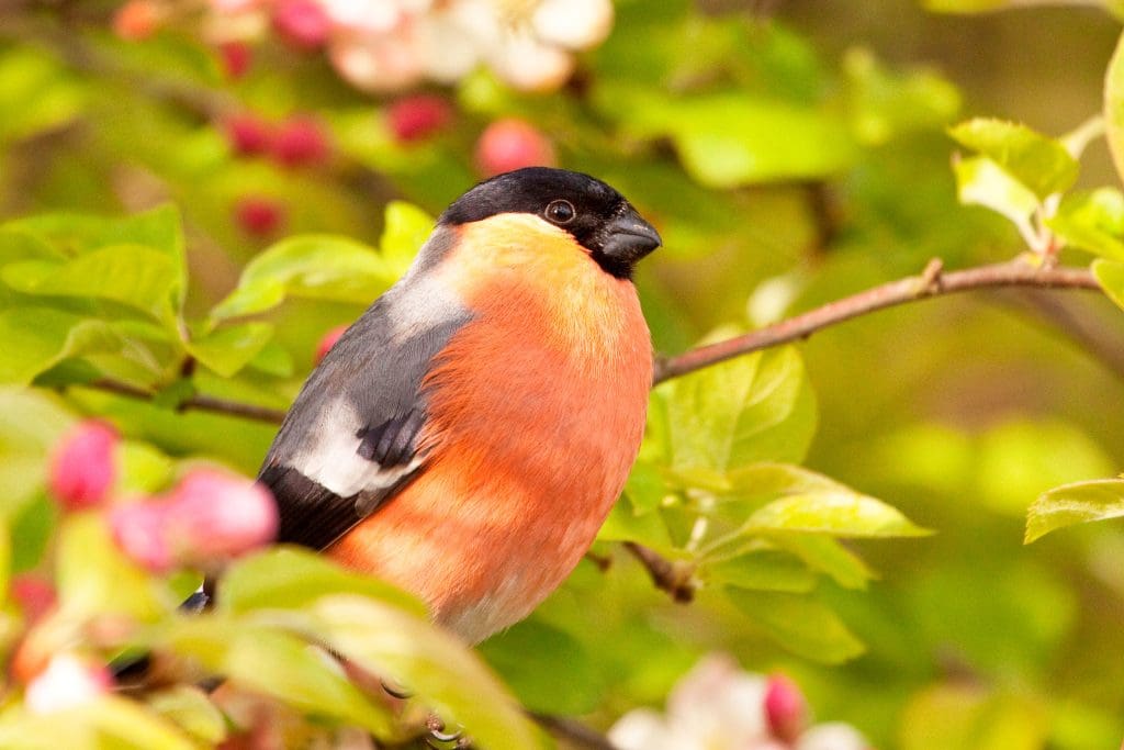 A Bullfinch sat in a flowering bush