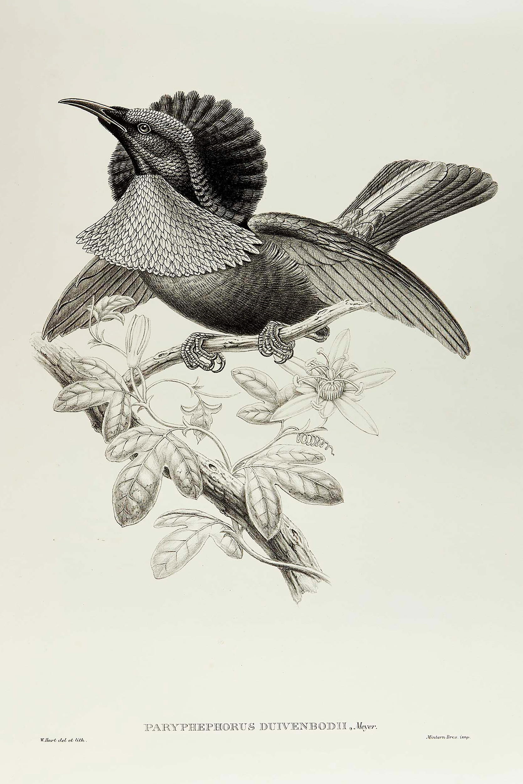 A black and white illustration of a bird taken from a Victorian lithograph