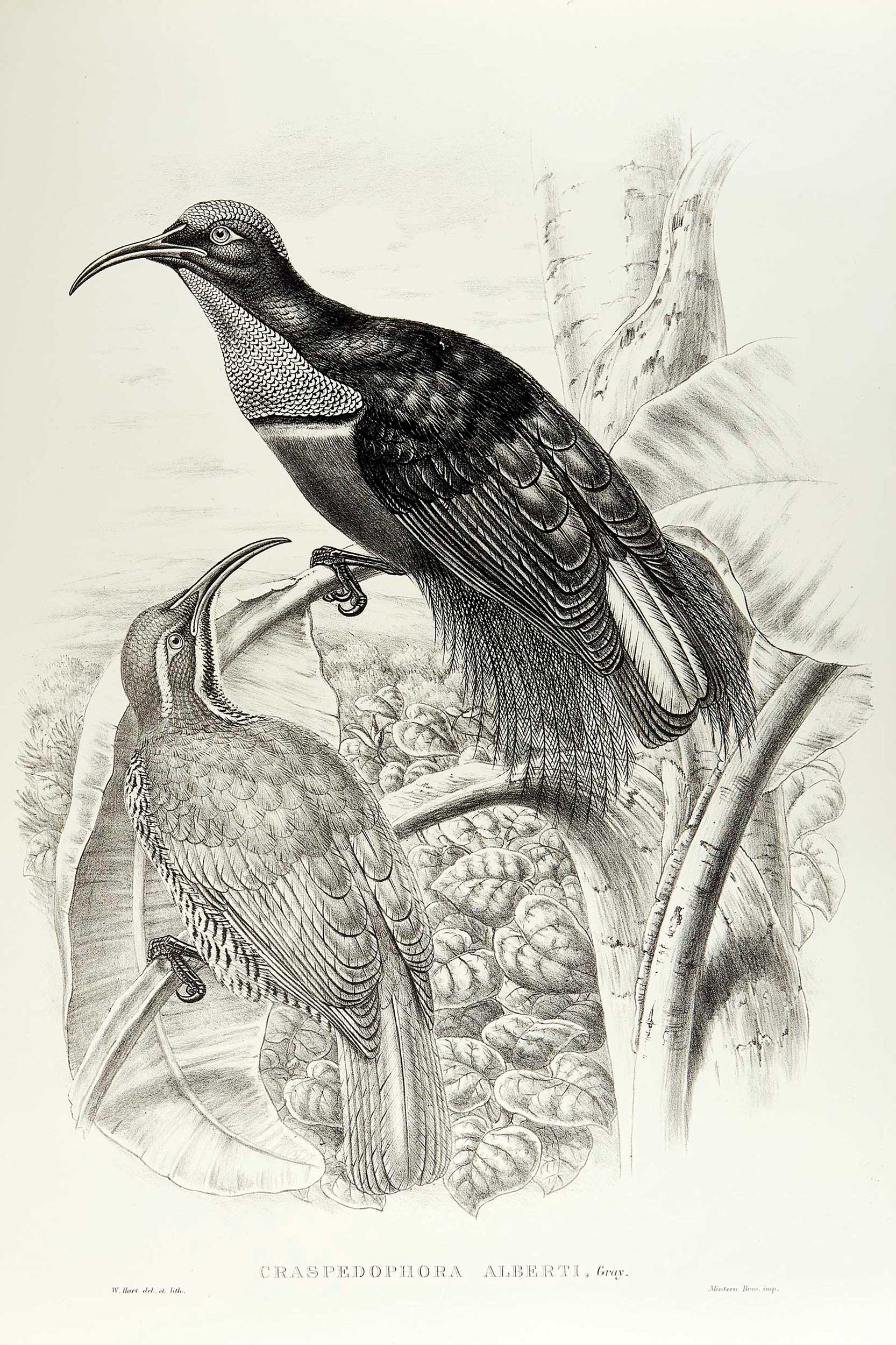 An illustration of two birds taking from a Victorian lithograph