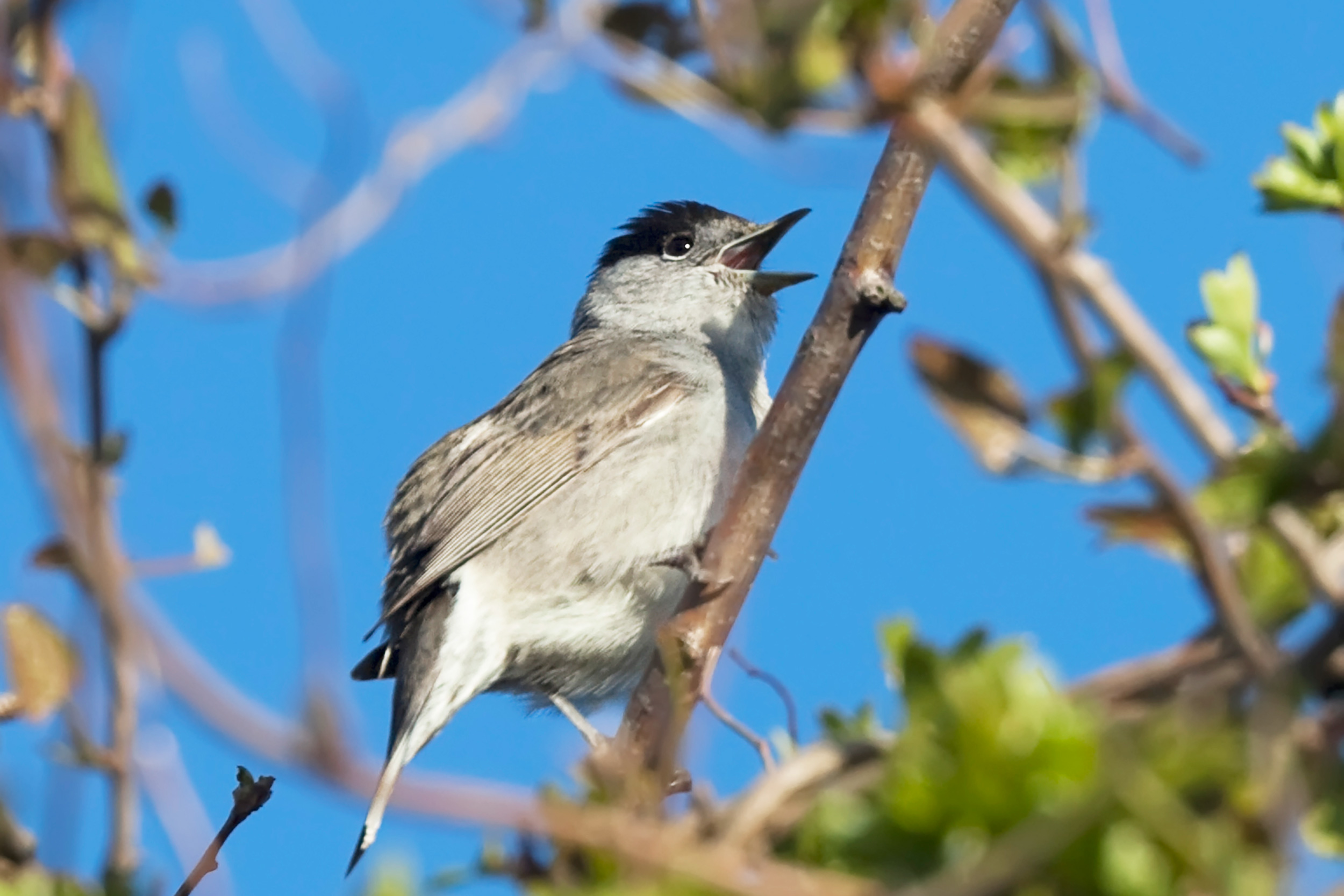 A Blackcap sings in a tree