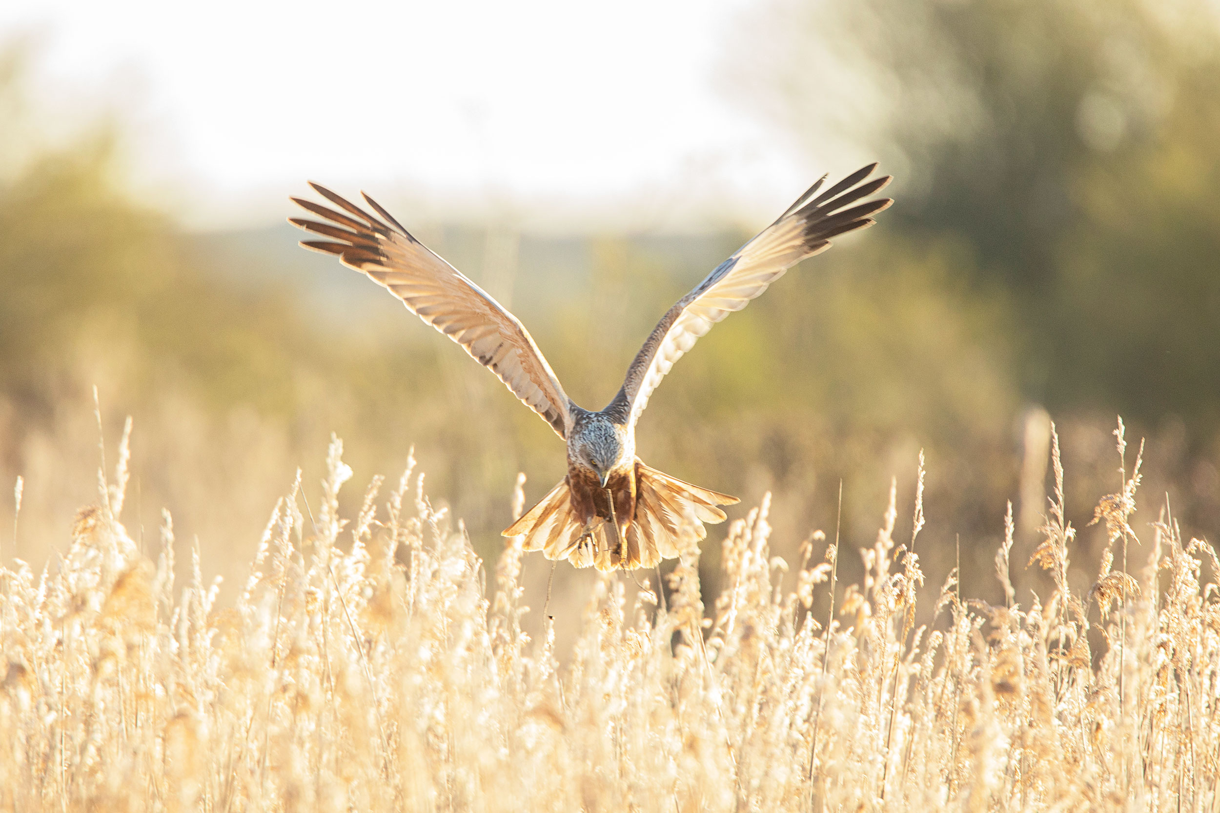 A Marsh Harrier in flight just above a reedbed