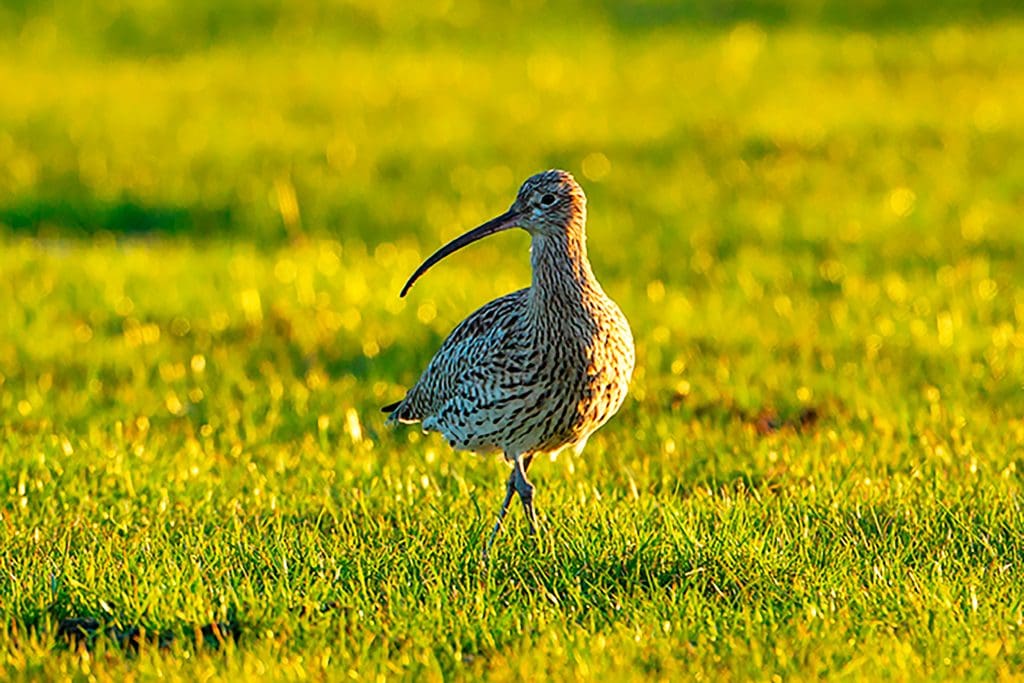 A Curlew stands in a field