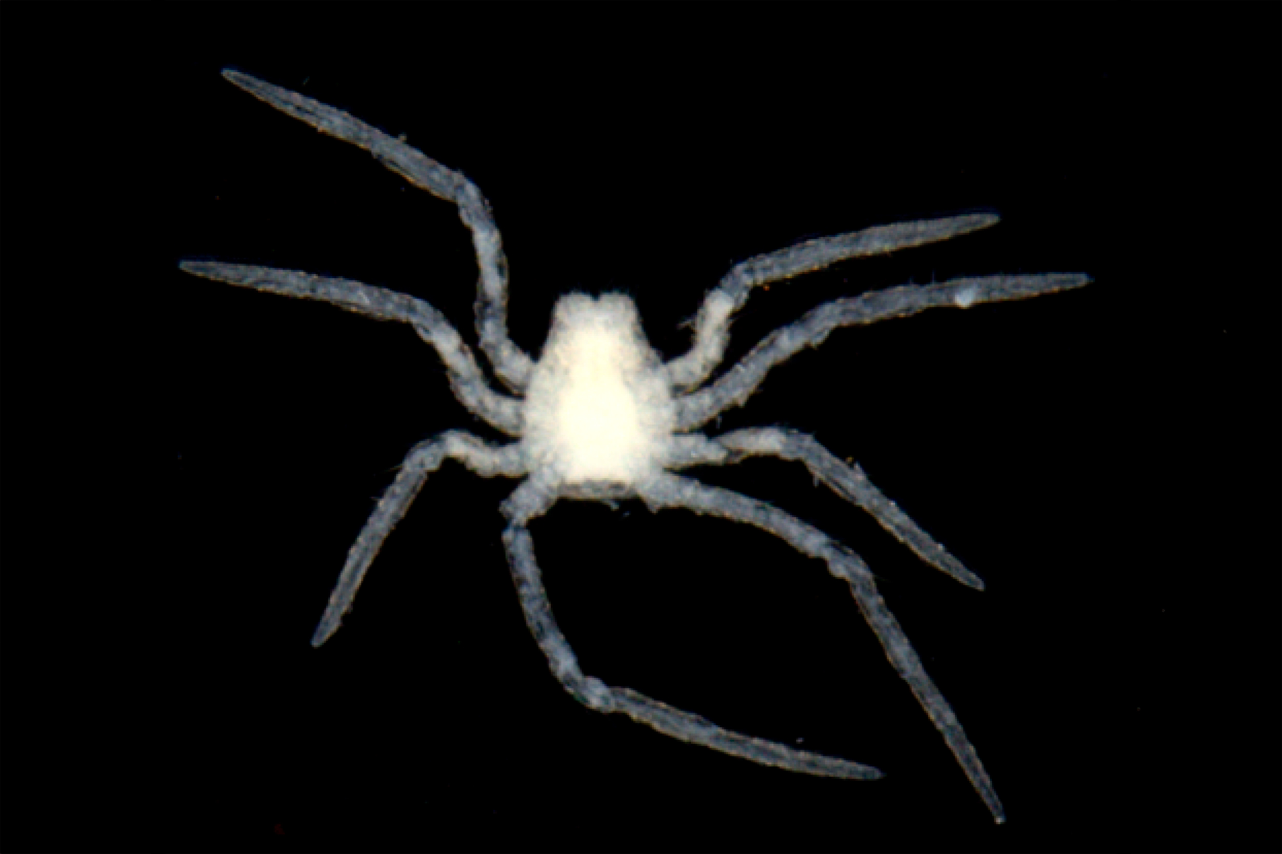 A white spider on a black background