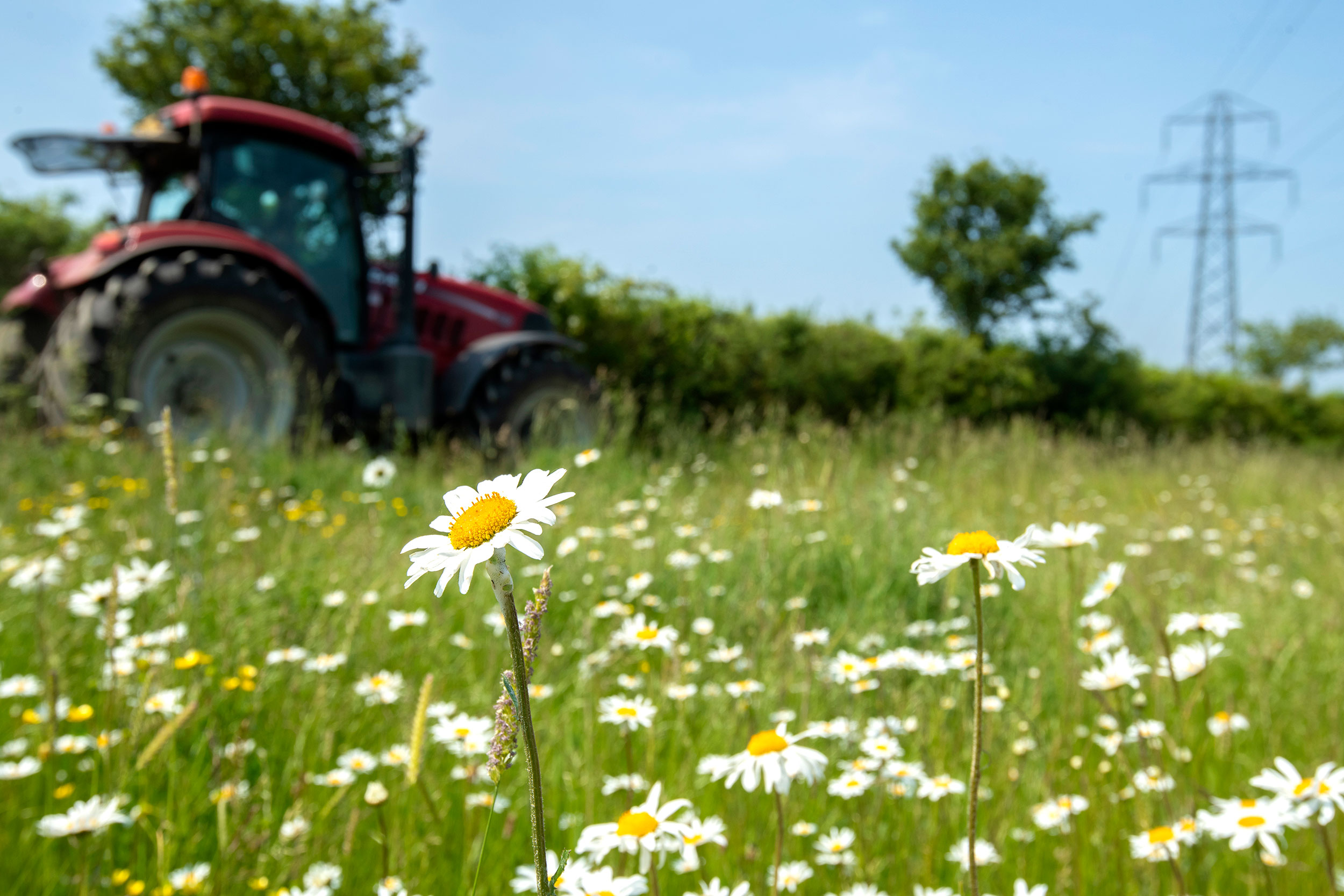 In the foreground is a field of daisies; in the background and out of focus is a tractor and some hedges and trees
