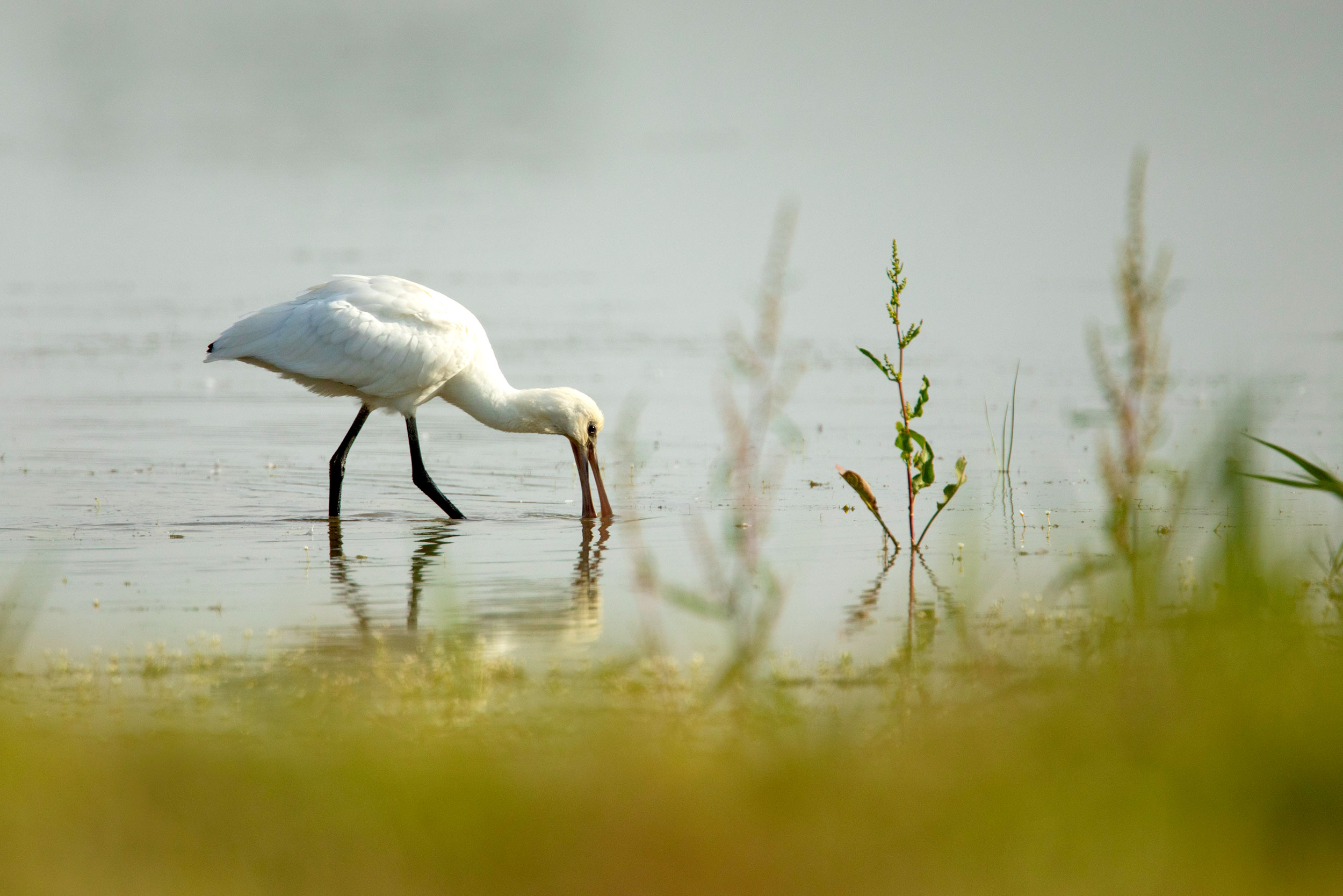 A Spoonbill wading with its bill in the water