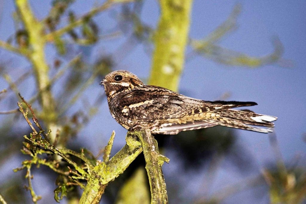 A Nightjar perched on a branch