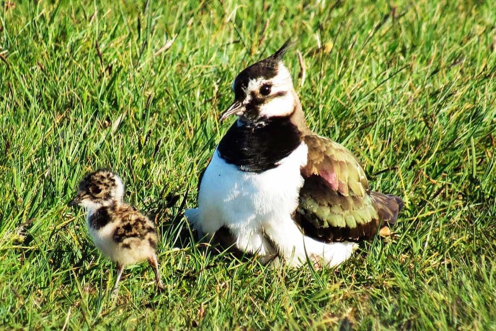 A Lapwing and chick in a field