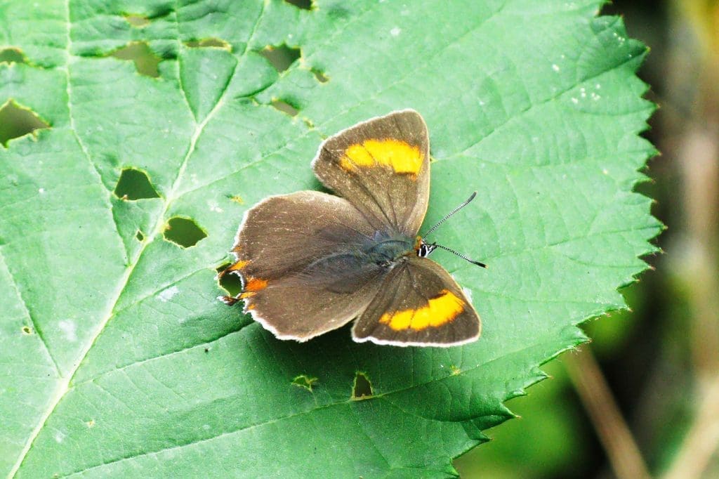 A Brown Hairstreak butterfly perched on a leaf