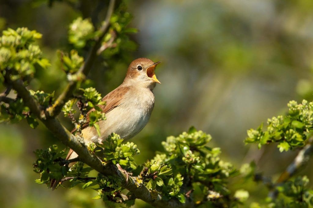 A Nightingale perched on a branch singing