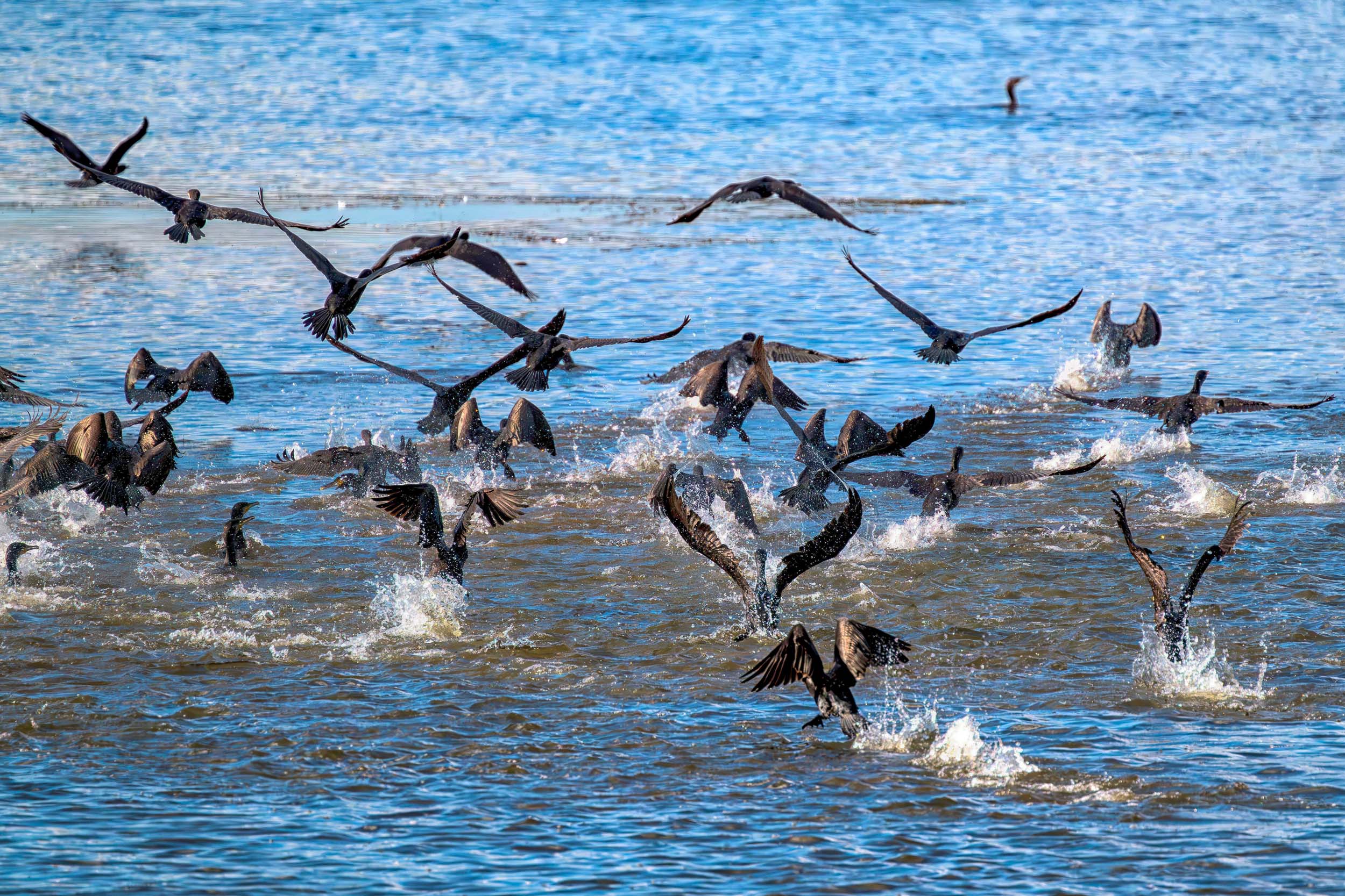 A flock of Cormorants taking off from the water