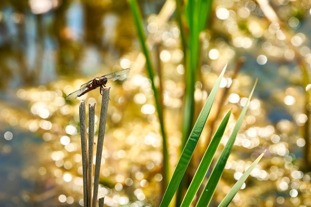 A Broad-bodied Chaser dragonfly perched on a stalk