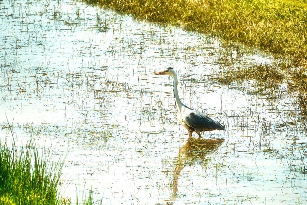 A Grey Heron stands in water