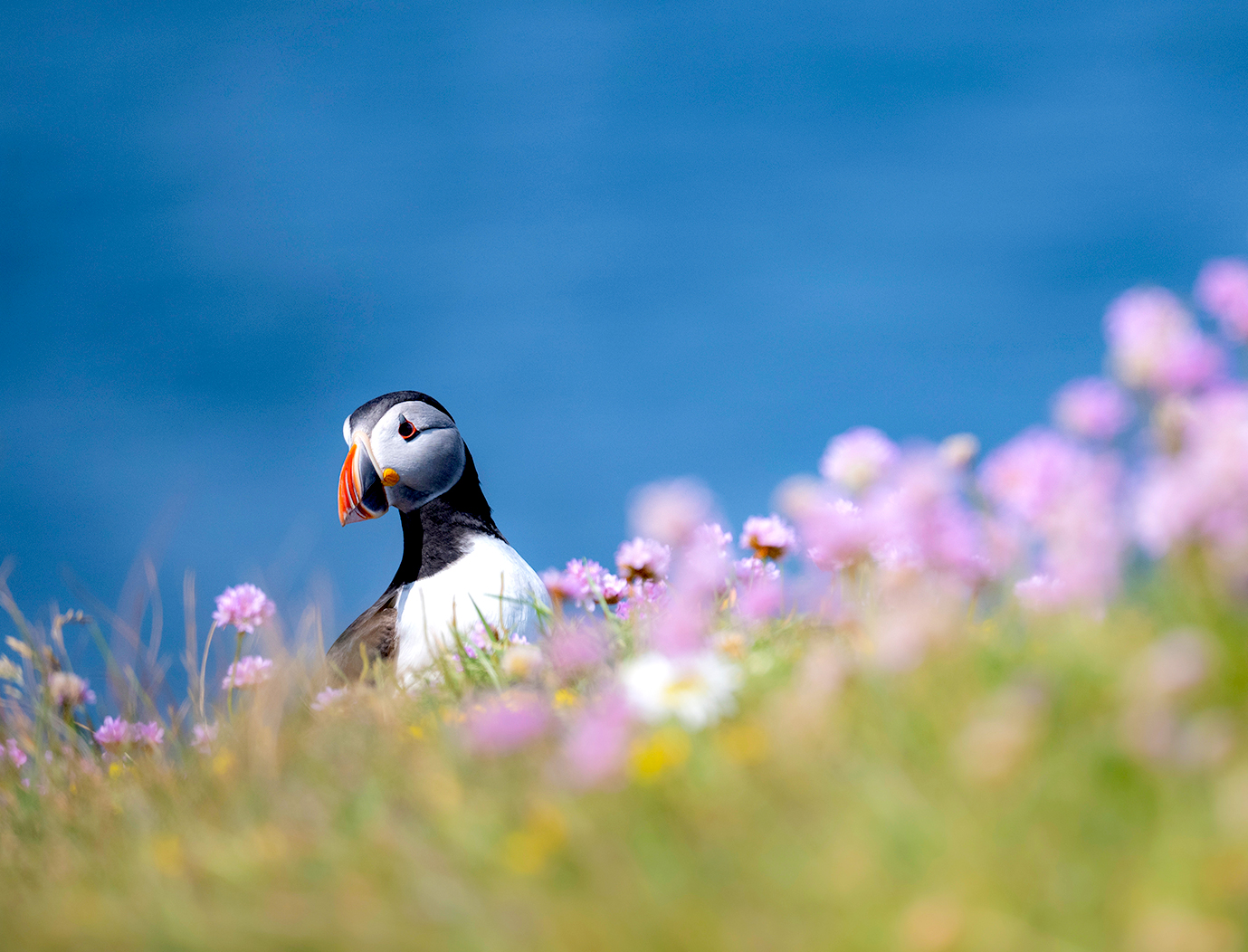 A Puffin poking its head up from the side of a hill, surrounded by pink flowers and the blue sea background