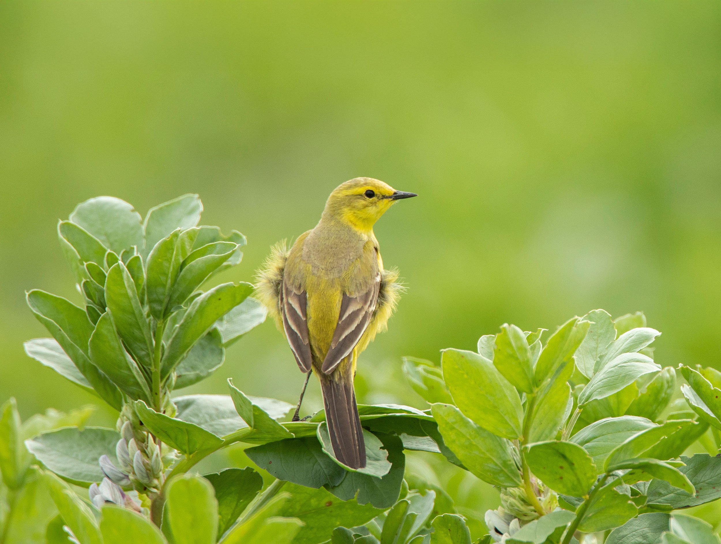 A Yellow Wagtail sits on top of a bush with its back to us