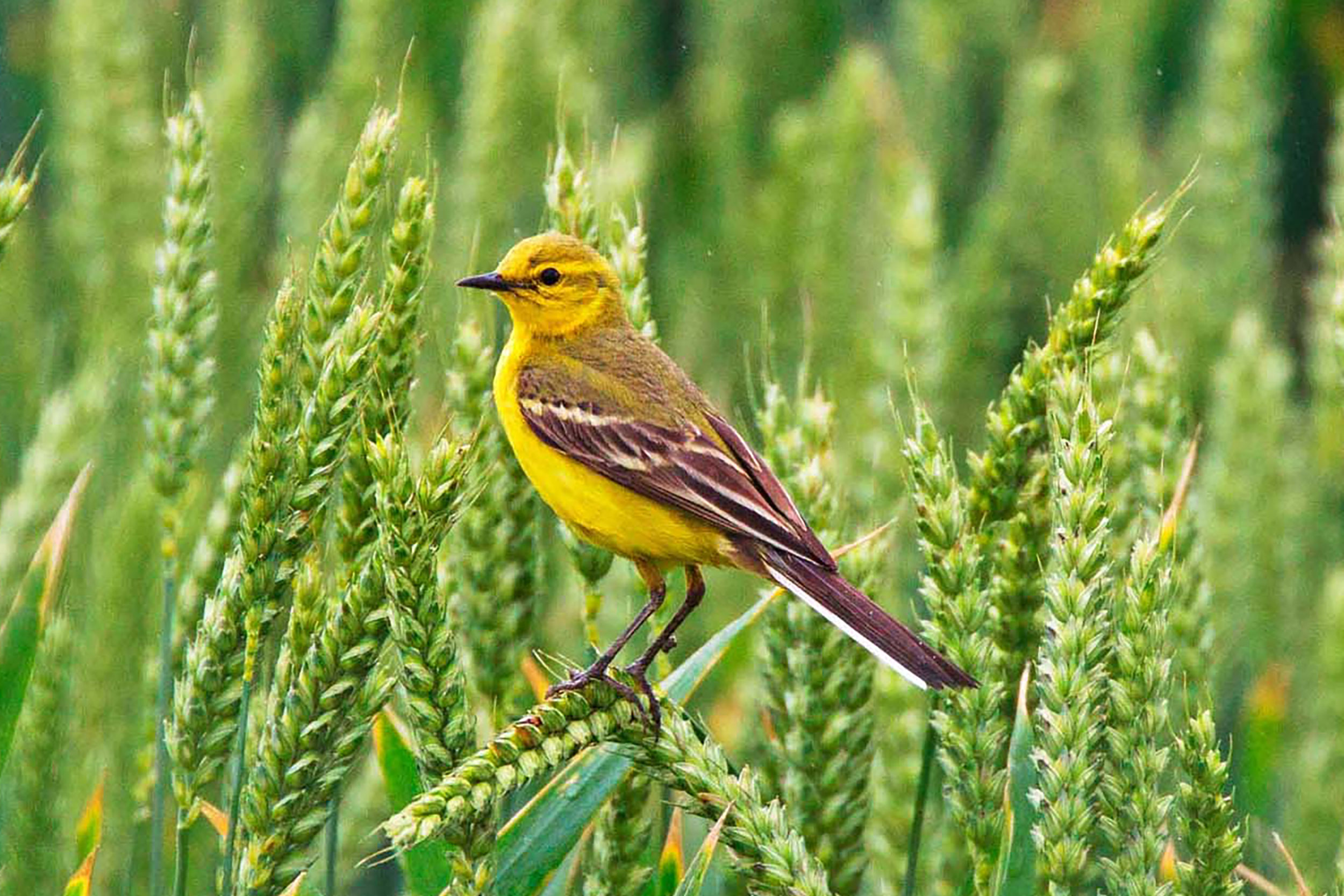 A Yellow Wagtails sits atop some crops