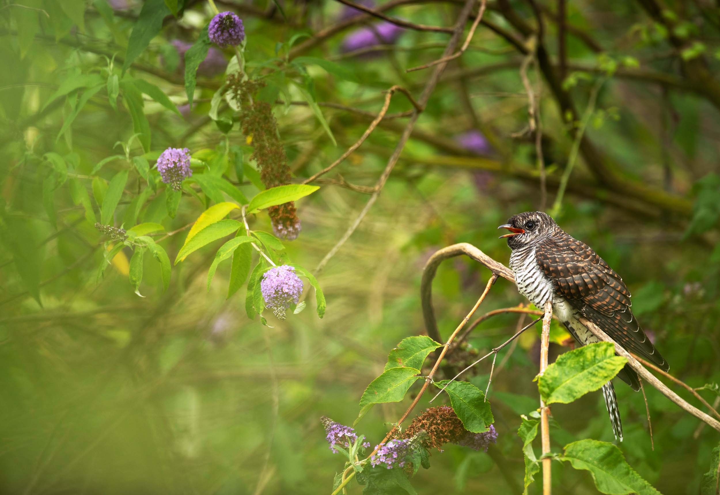 A juvenile Cuckoo perched on a branch