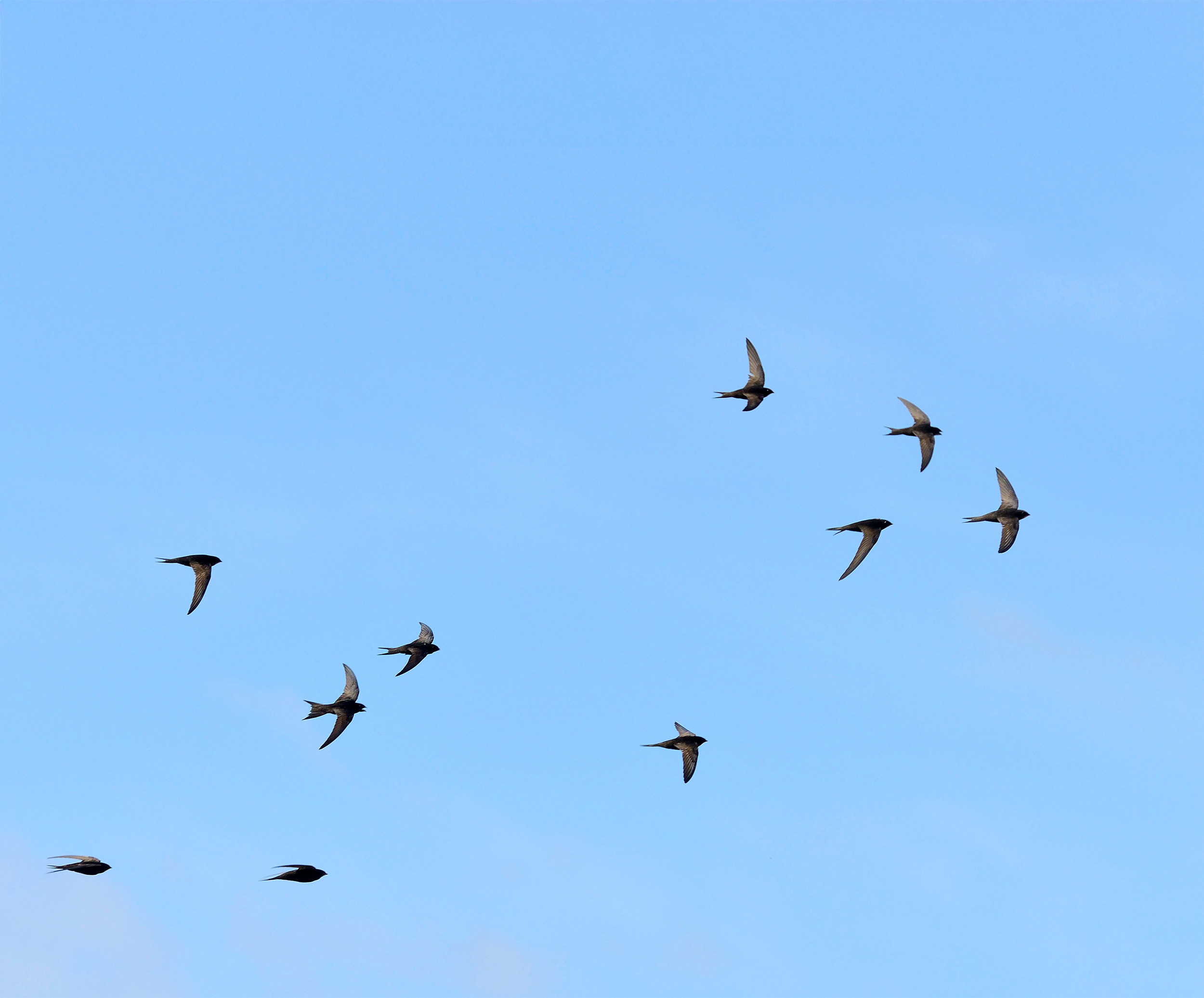 A group of Swifts flies through a blue sky