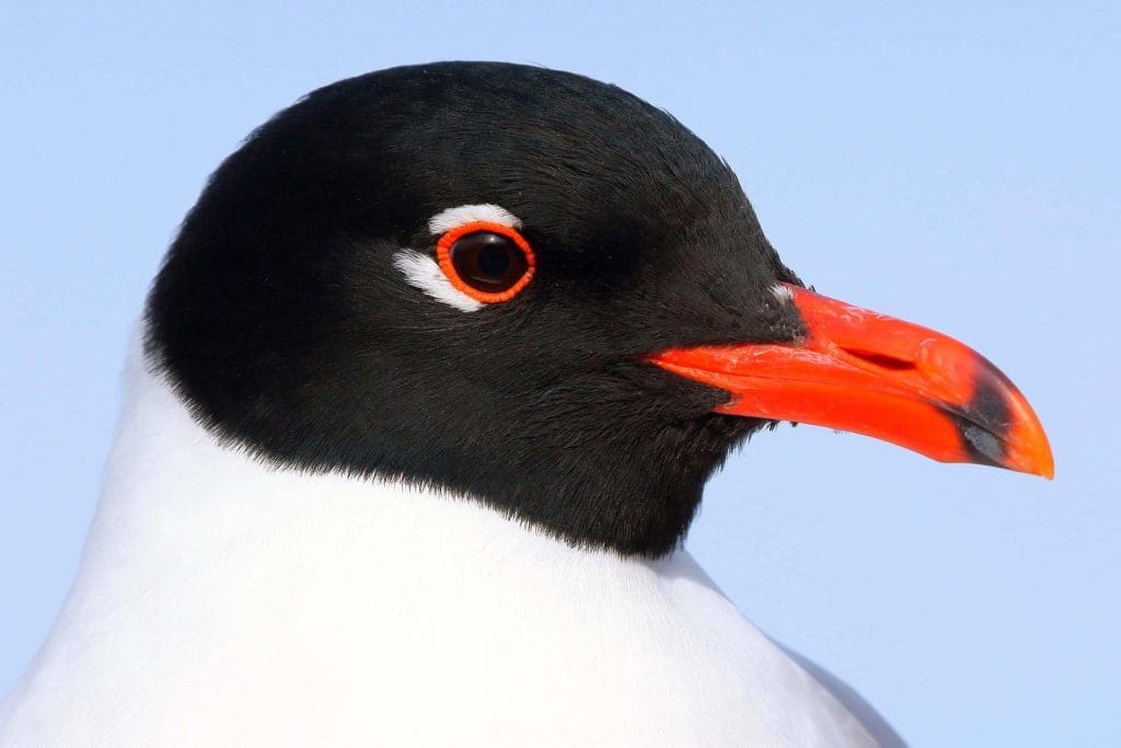 A close up of the face of a Mediterranean Gull