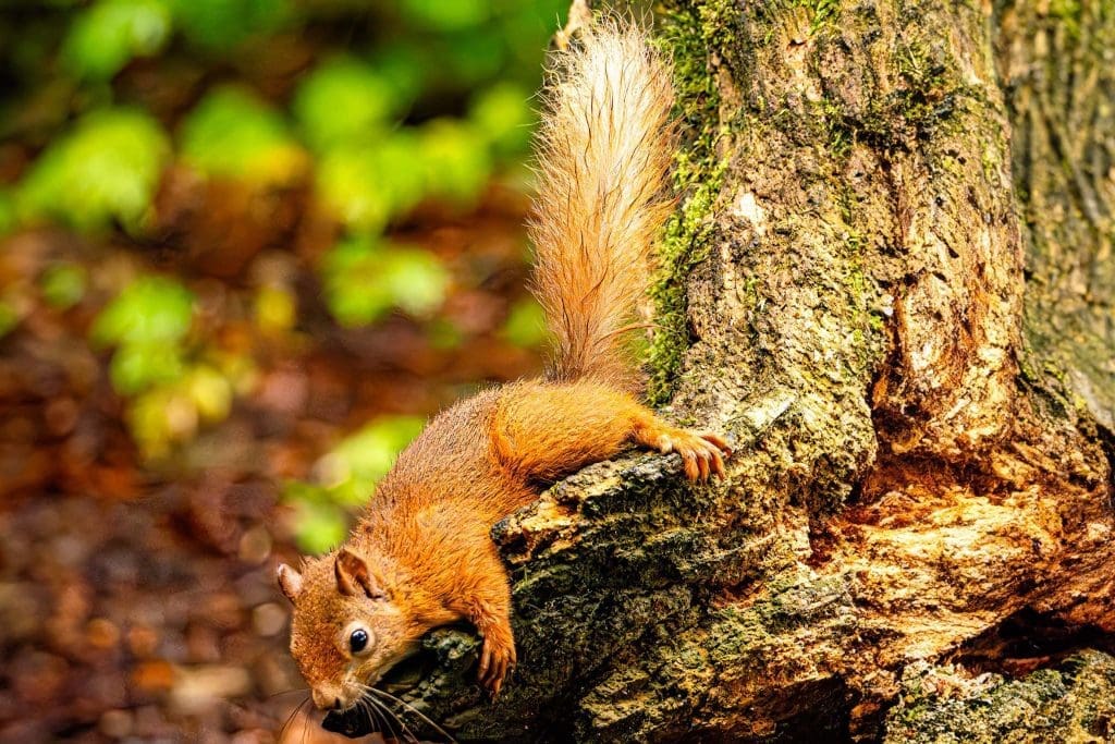 A Red Squirrel runs down a tree trunk