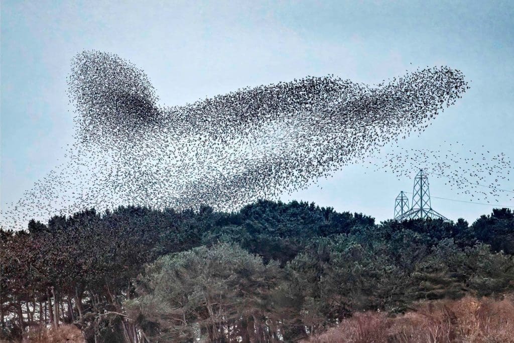 A Starling murmuration over a landscape