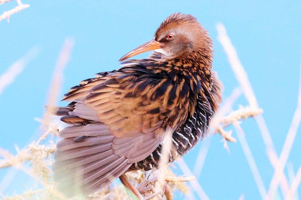 A close up of a Water Rail sitting in reeds
