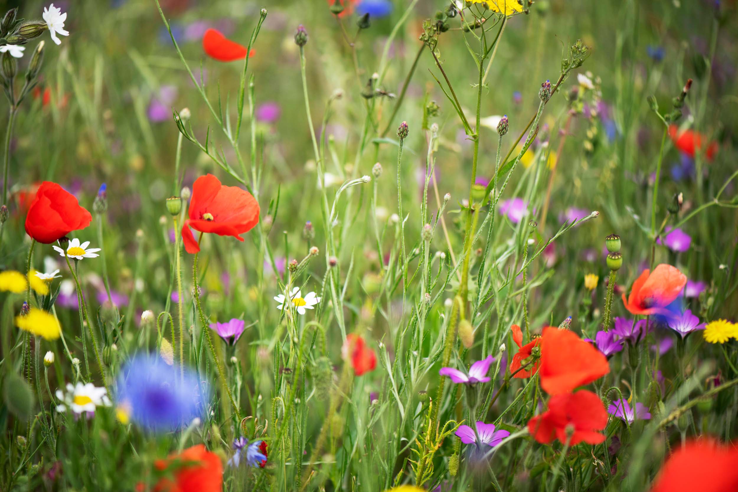 A colourful mix of wildflowers