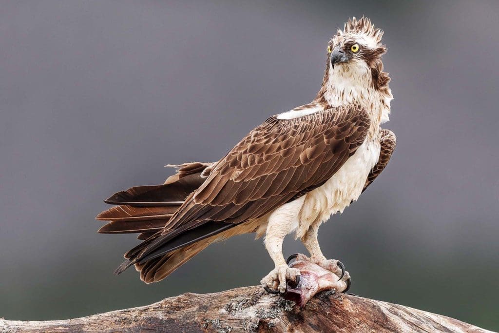 A Osprey perched on a rock