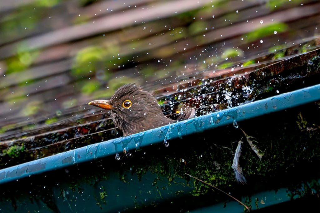 Blackbird bathing in a gutter