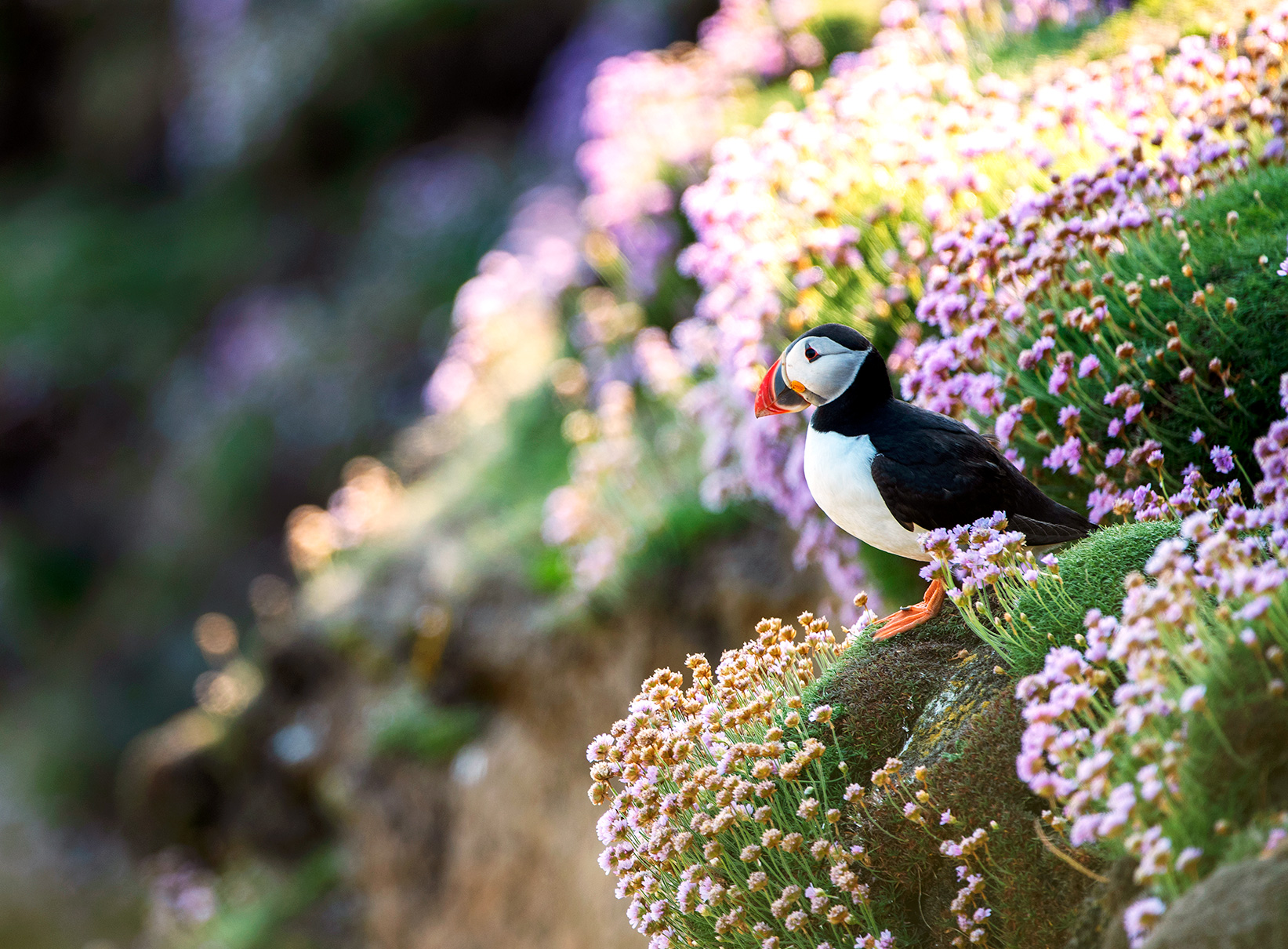 A single Puffin sits on a cliff covered in pink sea thrift, looking out to sea