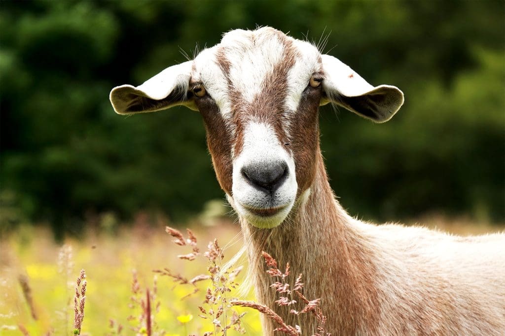 A goat