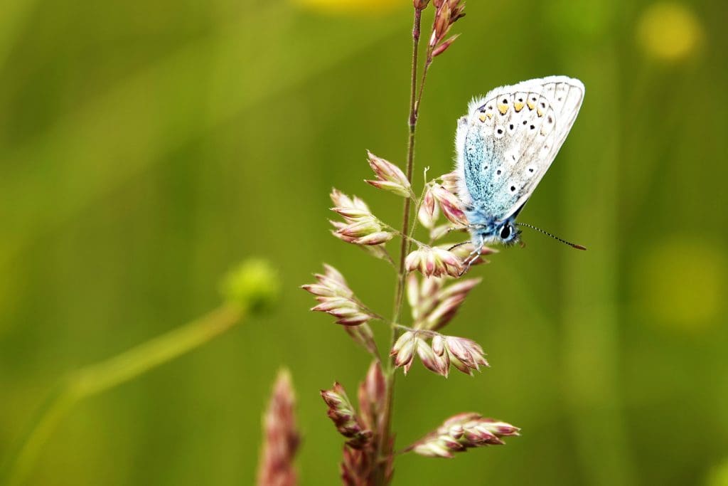 Butterfly on meadow grasses