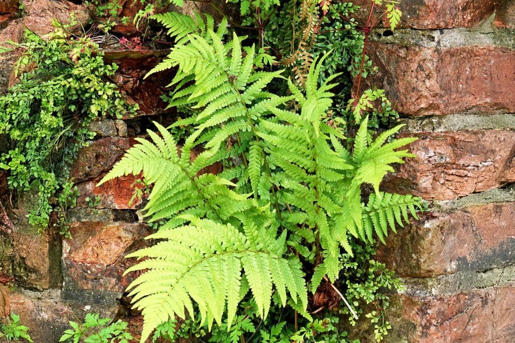 A fern growing out of brickwork