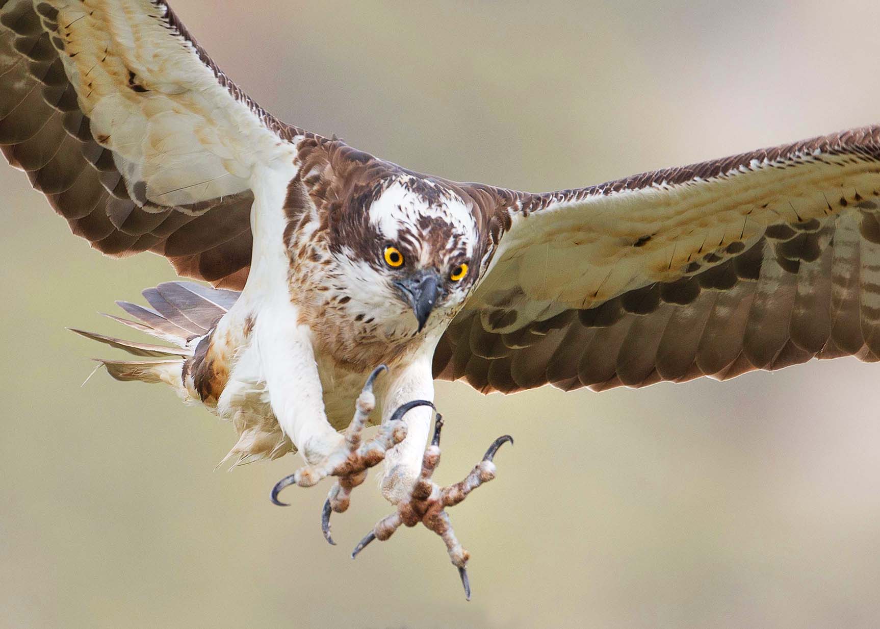 Male Osprey flying ready to catch food