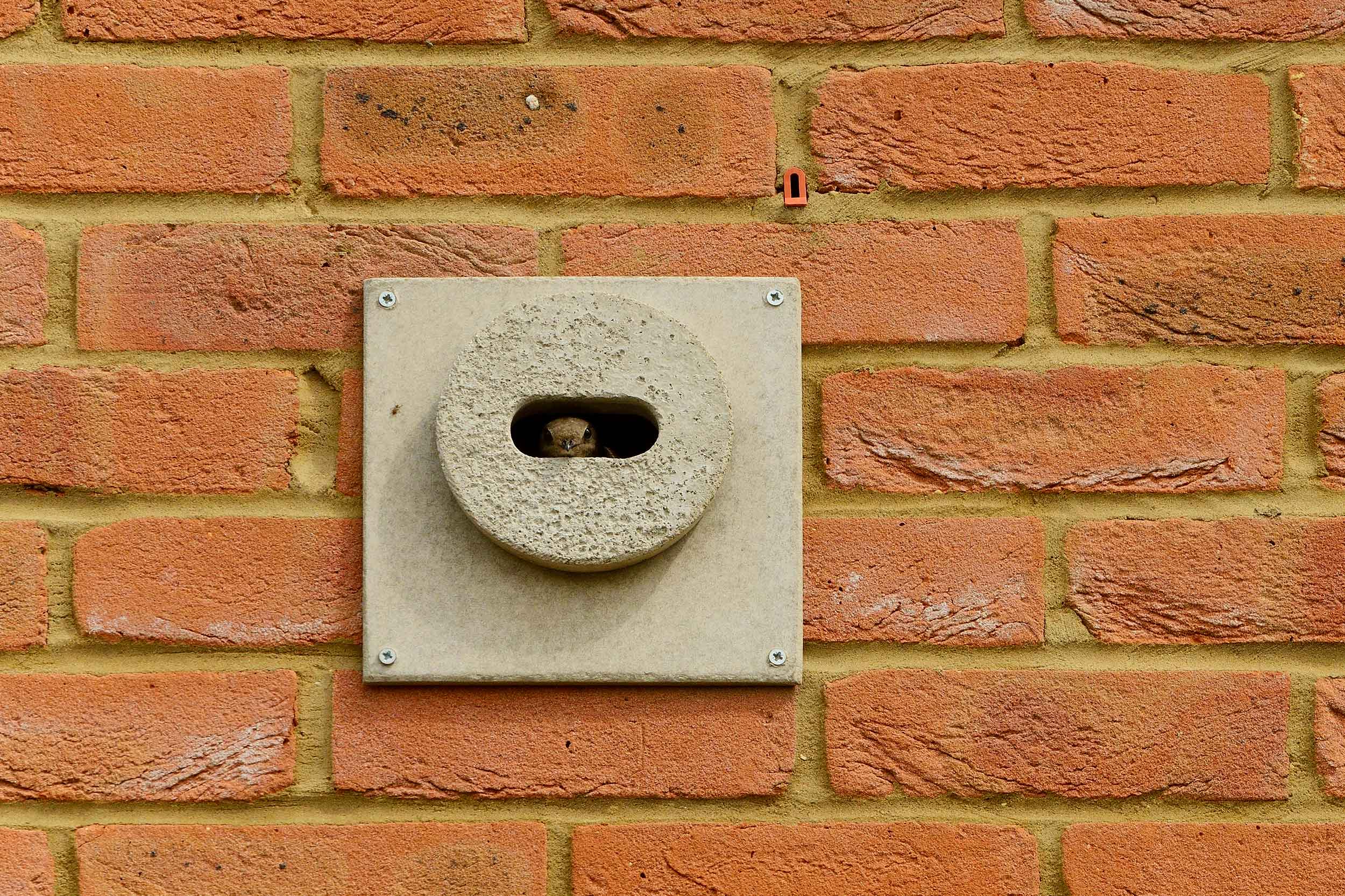 Swift adult, poking its head out of a specially created Swift nesting brick on the side of a new build house.